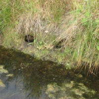 Marsh Frog